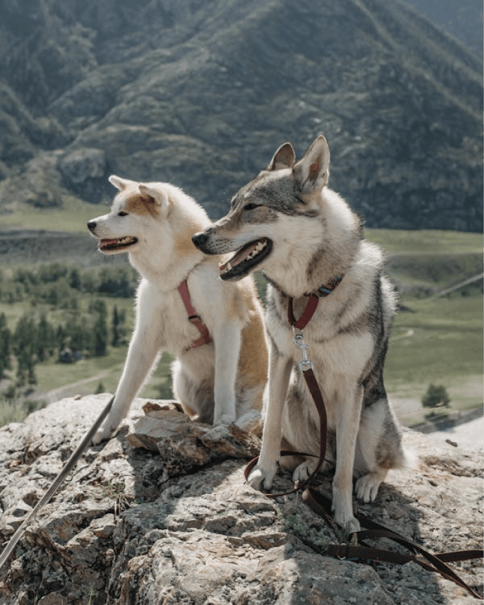 happy pets