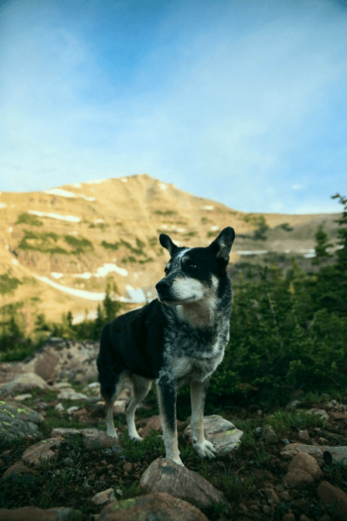 happy pets